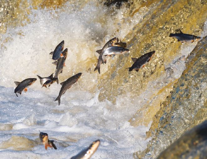 Pour Les Saumons La Pente Sera Dure Remonter Ffam Moulins De France